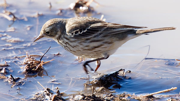 American Pipit Anthus rubescens