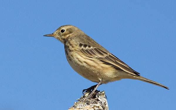 American Pipit Anthus rubescens
