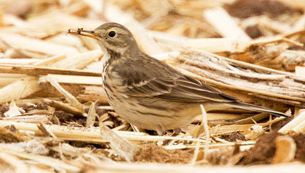 American Pipit Anthus rubescens