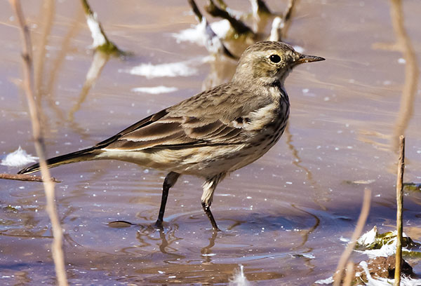 American Pipit Anthus rubescens