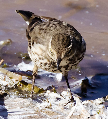 American Pipit Anthus rubescens