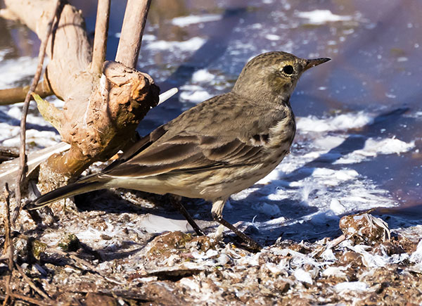 American Pipit Anthus rubescens