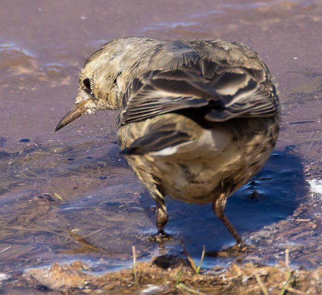 American Pipit Anthus rubescens