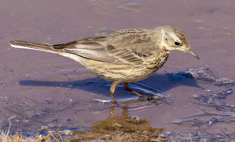 American Pipit Anthus rubescens