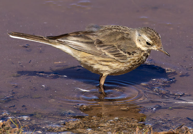 American Pipit Anthus rubescens