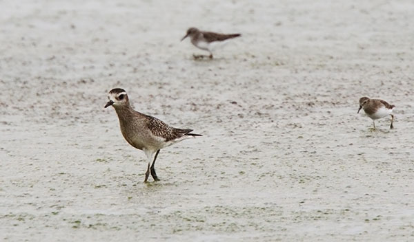 American Golden-Plover Pluvialis dominica 