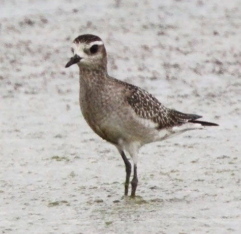 American Golden-Plover Pluvialis dominica 