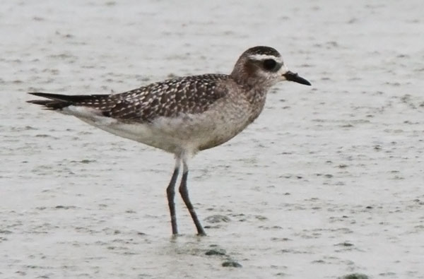 American Golden-Plover Pluvialis dominica 