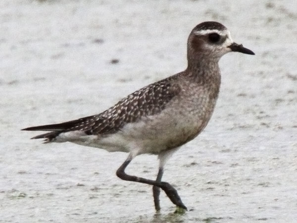 American Golden-Plover Pluvialis dominica 