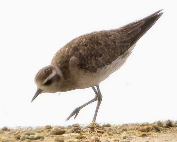 American Golden-Plover Pluvialis dominica 