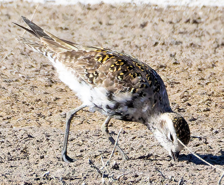 American Golden-Plover Pluvialis dominica 