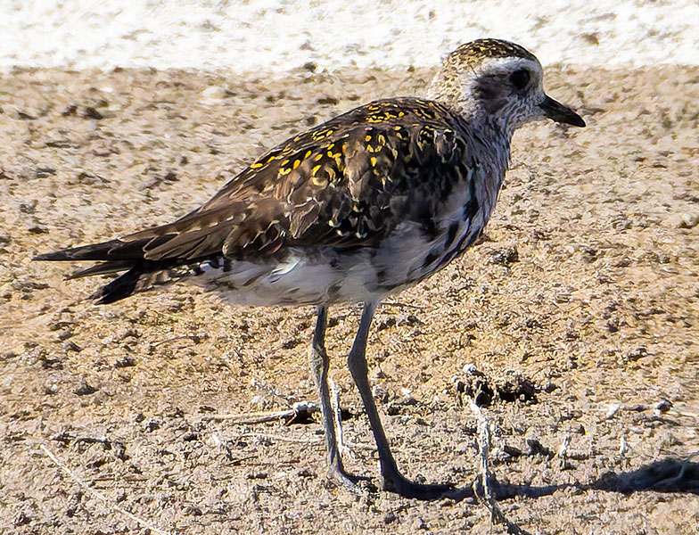 American Golden-Plover Pluvialis dominica 