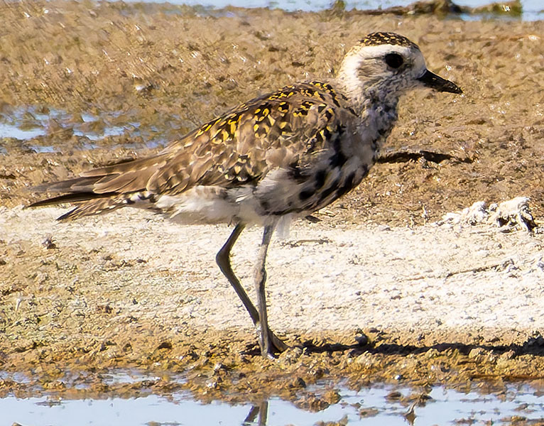 American Golden-Plover Pluvialis dominica 