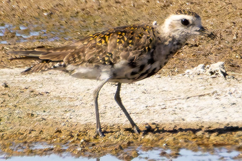 American Golden-Plover Pluvialis dominica 