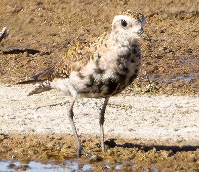 American Golden-Plover Pluvialis dominica 