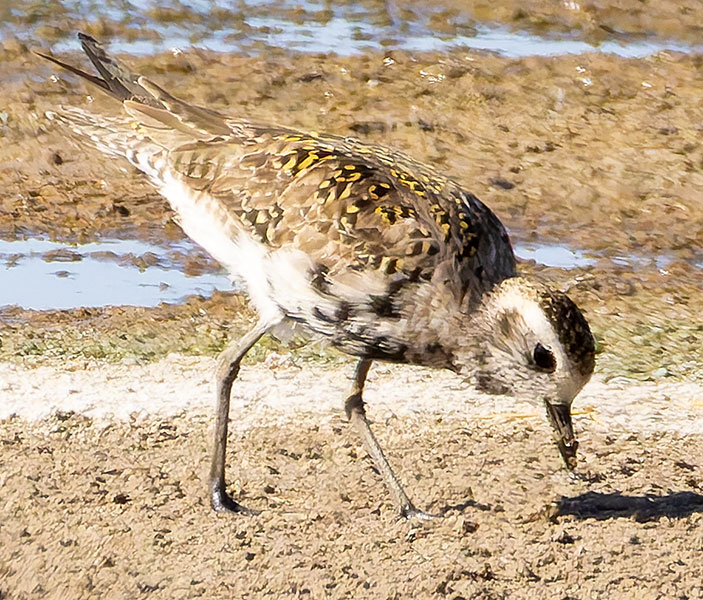 American Golden-Plover Pluvialis dominica 