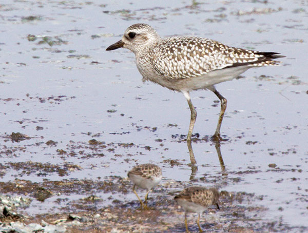 Black-bellied Plover Pluvialis squatarola 