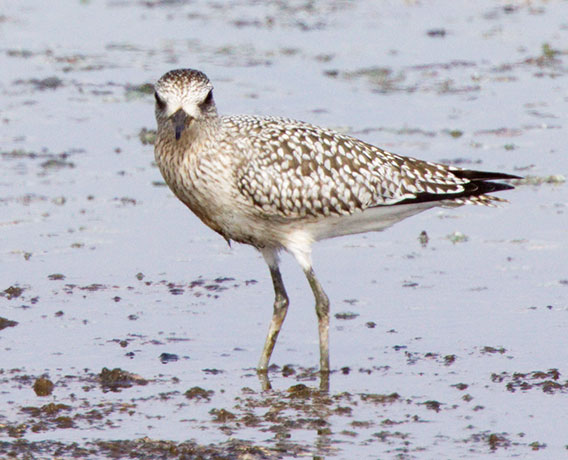 Black-bellied Plover Pluvialis squatarola 