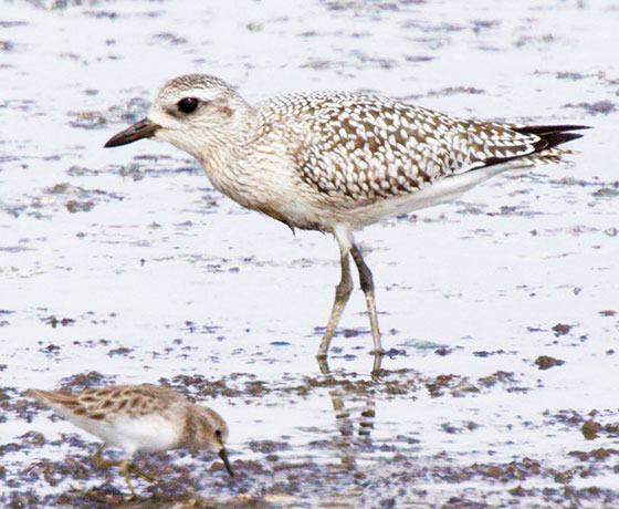 Black-bellied Plover Pluvialis squatarola 
