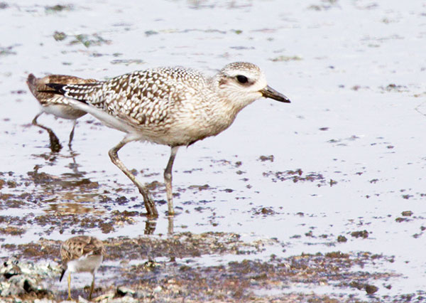 Black-bellied Plover Pluvialis squatarola 