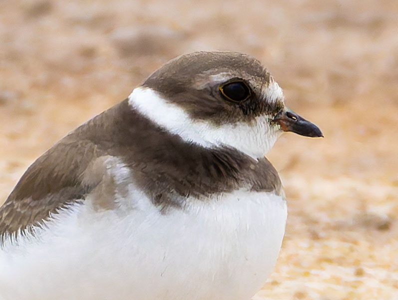 Semipalmated Plover Charadrius semipalmatus 