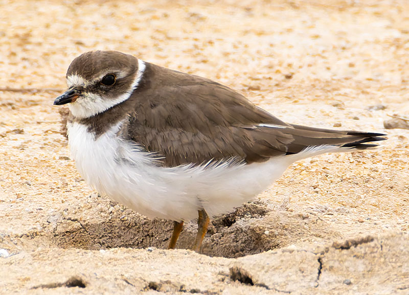 Semipalmated Plover Charadrius semipalmatus 