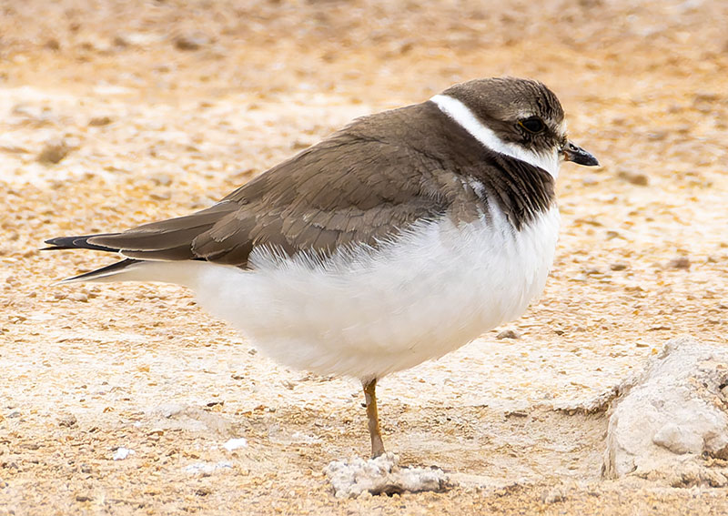 Semipalmated Plover Charadrius semipalmatus 