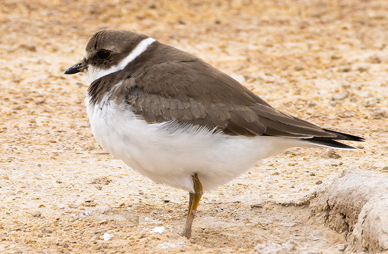 Semipalmated Plover Charadrius semipalmatus 