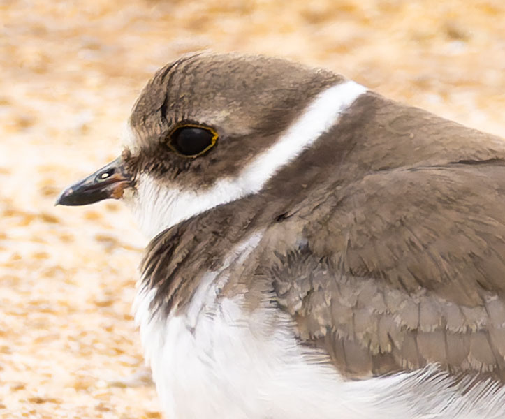 Semipalmated Plover Charadrius semipalmatus 