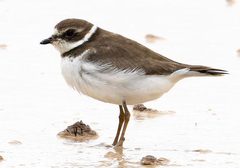 Semipalmated Plover Charadrius semipalmatus 