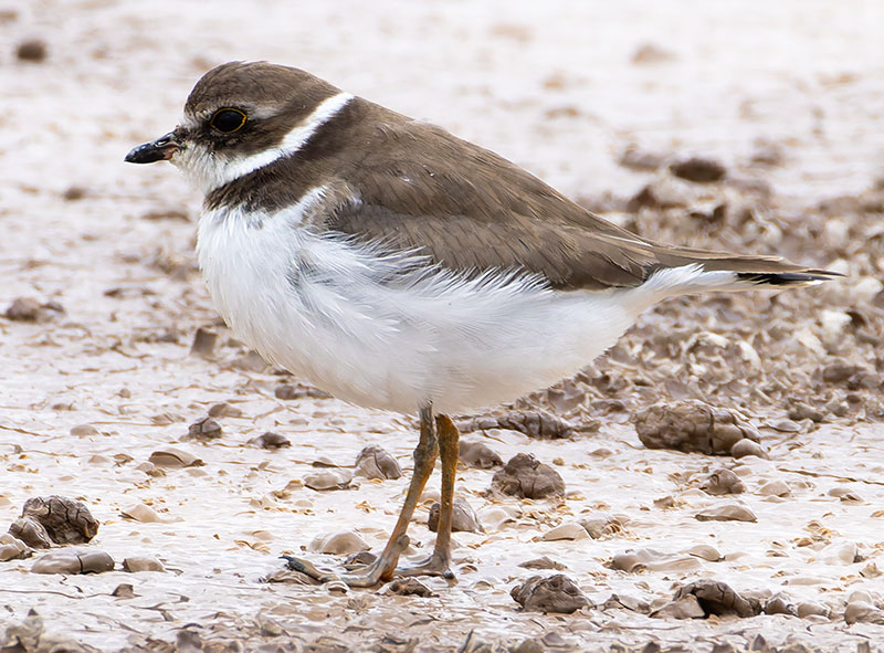 Semipalmated Plover Charadrius semipalmatus 