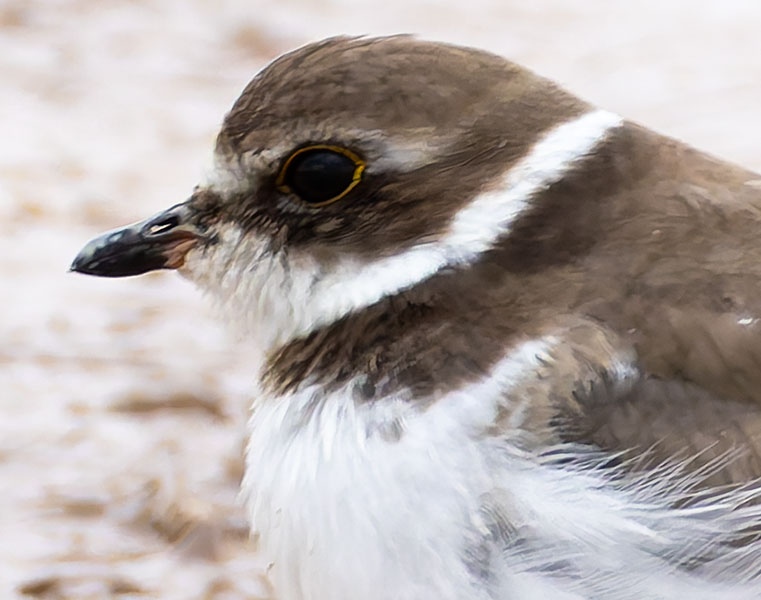 Semipalmated Plover Charadrius semipalmatus 