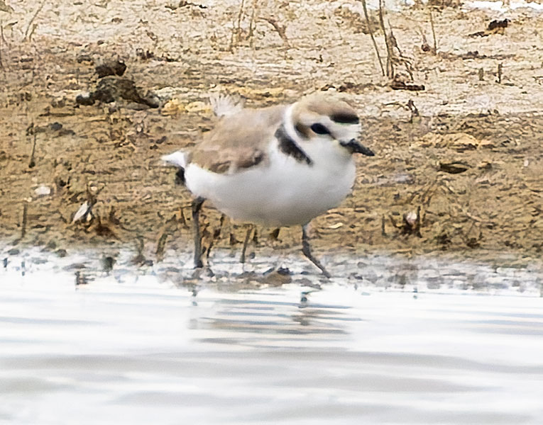 Snowy Plovers Charadrius nivosus 