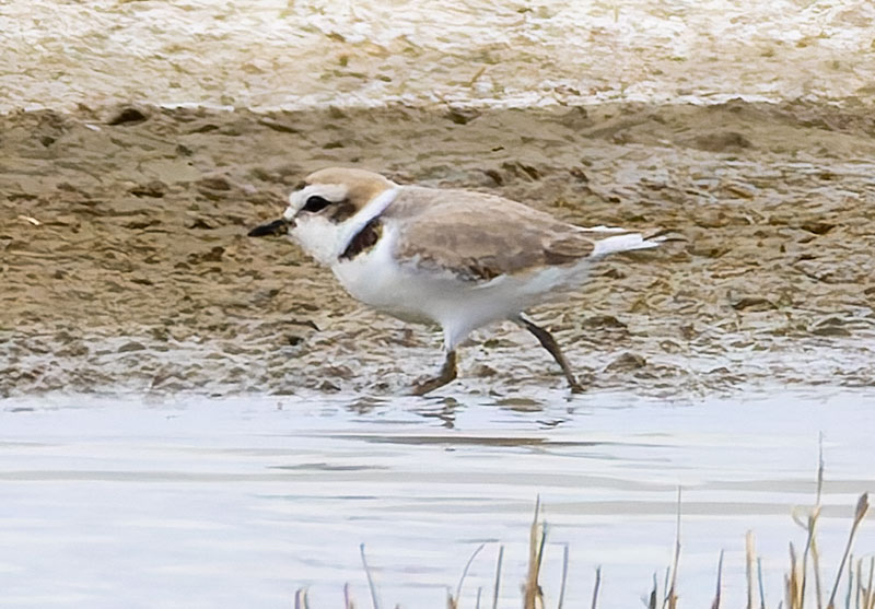 Snowy Plovers Charadrius nivosus 