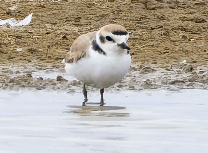 Snowy Plovers Charadrius nivosus 