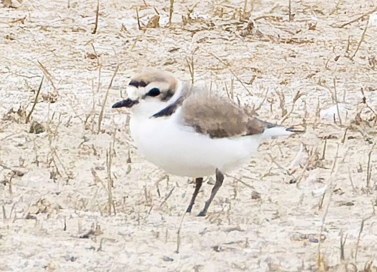 Snowy Plovers Charadrius nivosus 