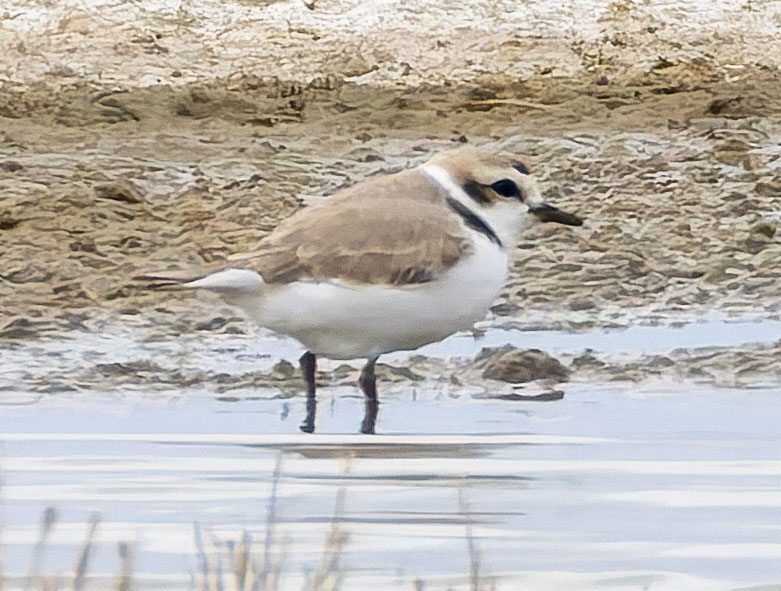 Snowy Plovers Charadrius nivosus 