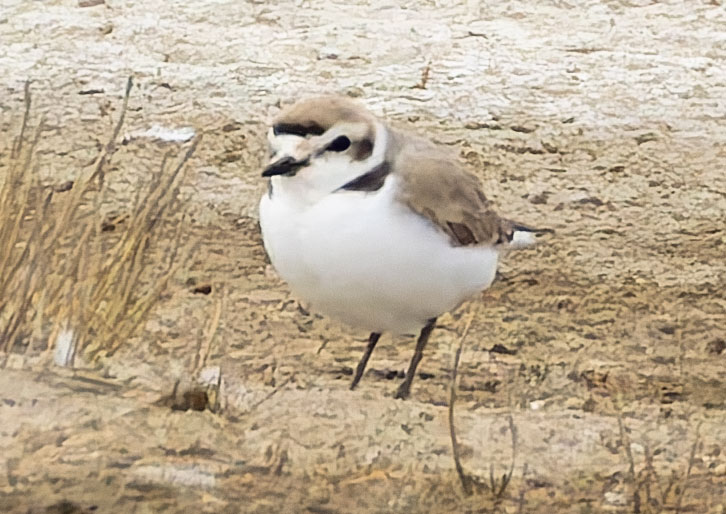 Snowy Plovers Charadrius nivosus 