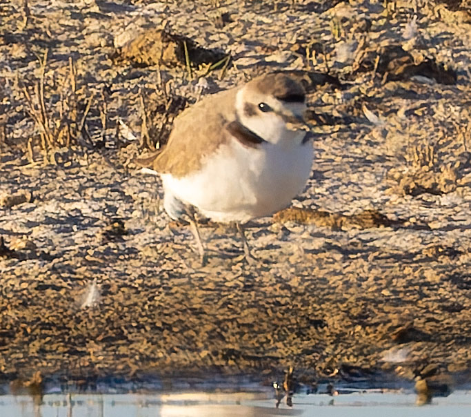Snowy Plovers Charadrius nivosus 