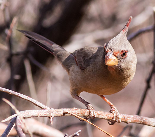 Pyrrhuloxia  Cardinalis sinuatus 