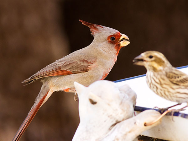 Pyrrhuloxia  Cardinalis sinuatus 