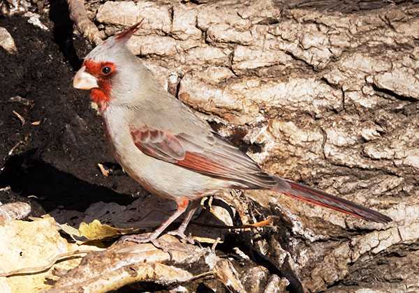Pyrrhuloxia  Cardinalis sinuatus 