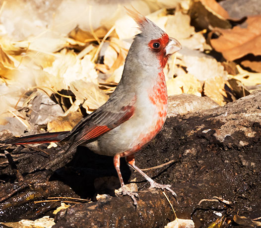 Pyrrhuloxia  Cardinalis sinuatus 