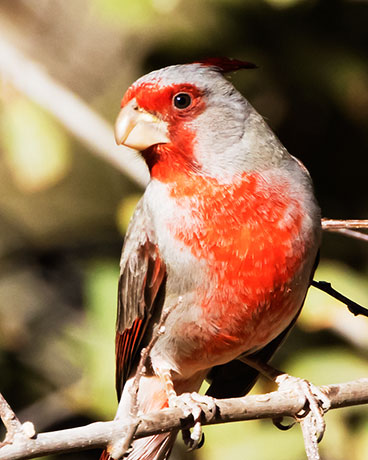 Pyrrhuloxia  Cardinalis sinuatus 