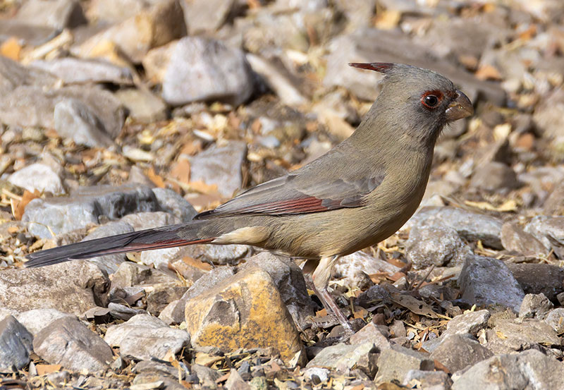 Pyrrhuloxia  Cardinalis sinuatus 