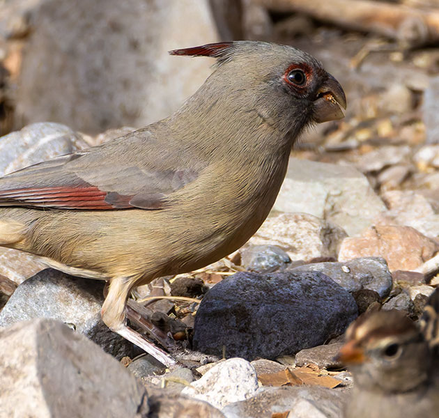 Pyrrhuloxia  Cardinalis sinuatus 