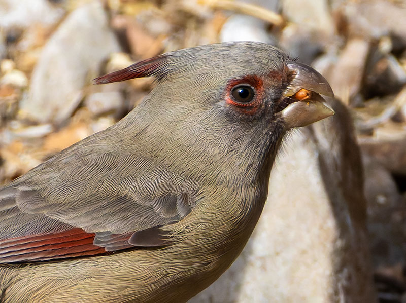 Pyrrhuloxia  Cardinalis sinuatus 