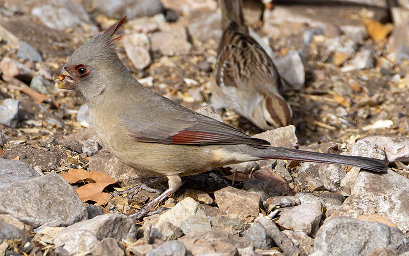 Pyrrhuloxia  Cardinalis sinuatus 