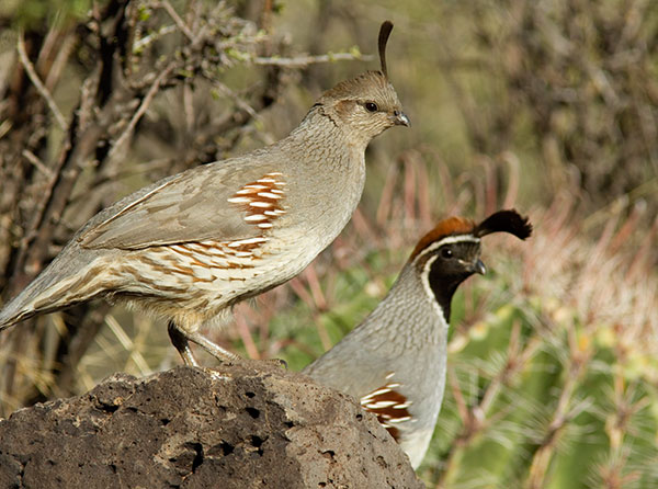 Gambel's Quail Callipepla gambelii