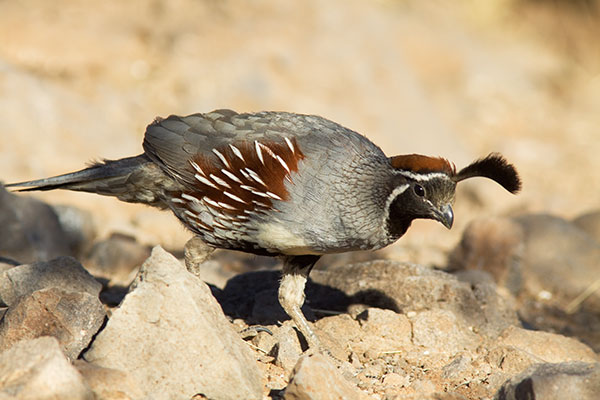 Gambel's Quail Callipepla gambelii